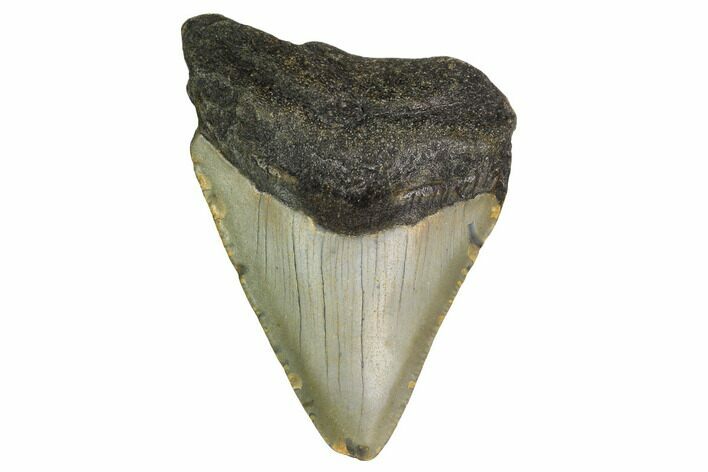Bargain, Megalodon Tooth - North Carolina #152915